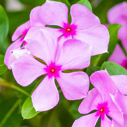 Vinca Seeds for Containers - Heirloom Flower Plant for Home Gardens