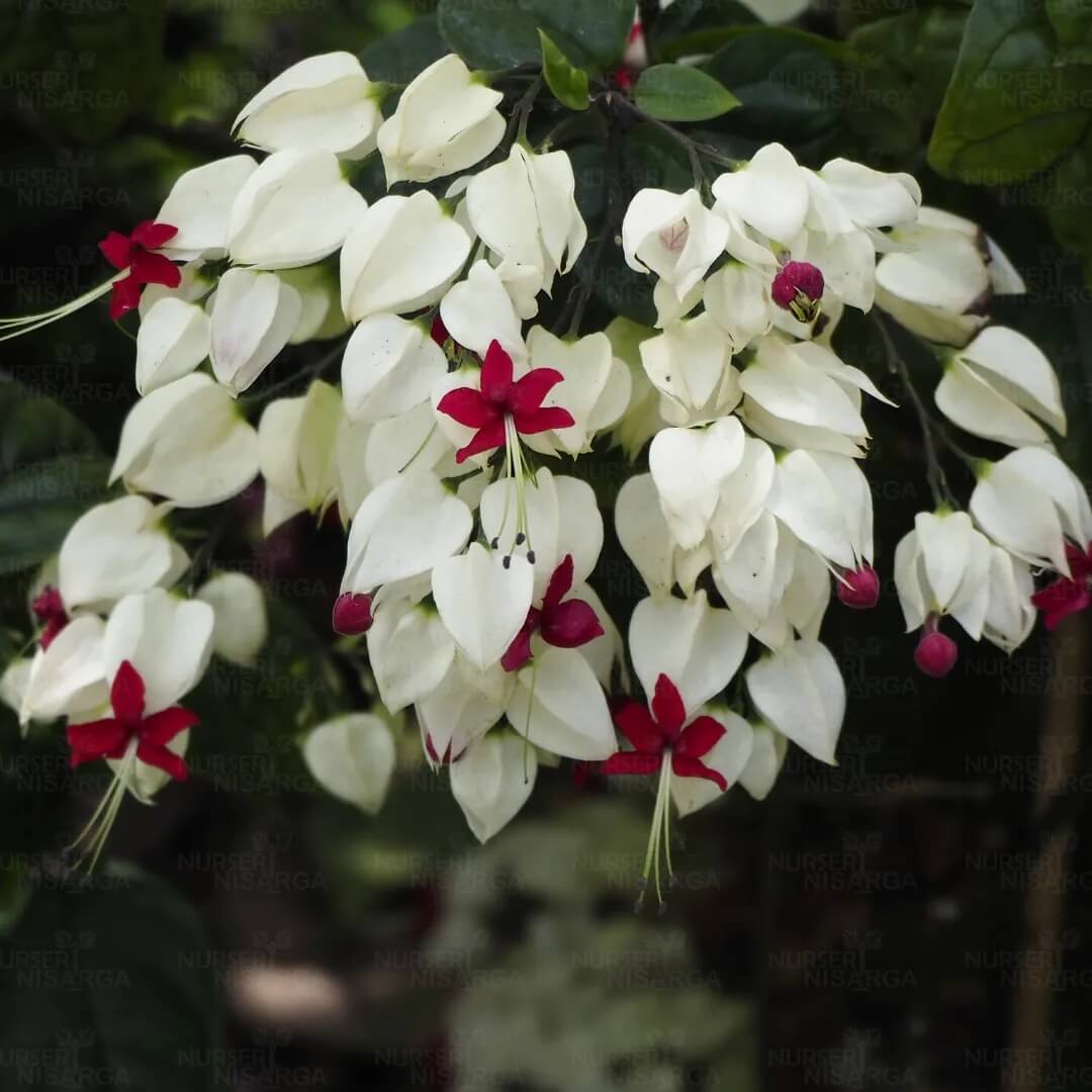 Vine Clerodendrum Thomsoniae Seeds