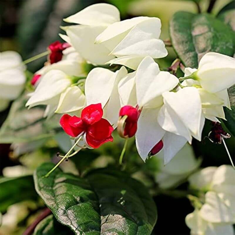Vine Clerodendrum Thomsoniae Seeds