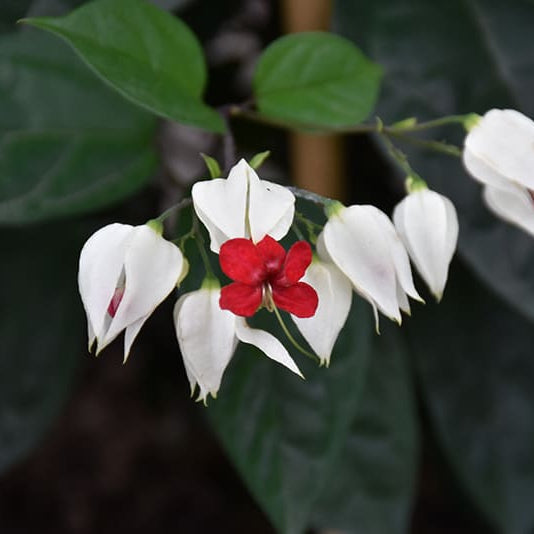 Vine Clerodendrum Thomsoniae Seeds