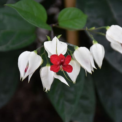 Vine Clerodendrum Thomsoniae Seeds