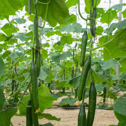Vine Cucumber Seeds