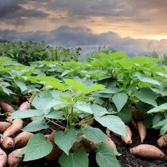 Vine Cuttings Sweet Potato Seeds