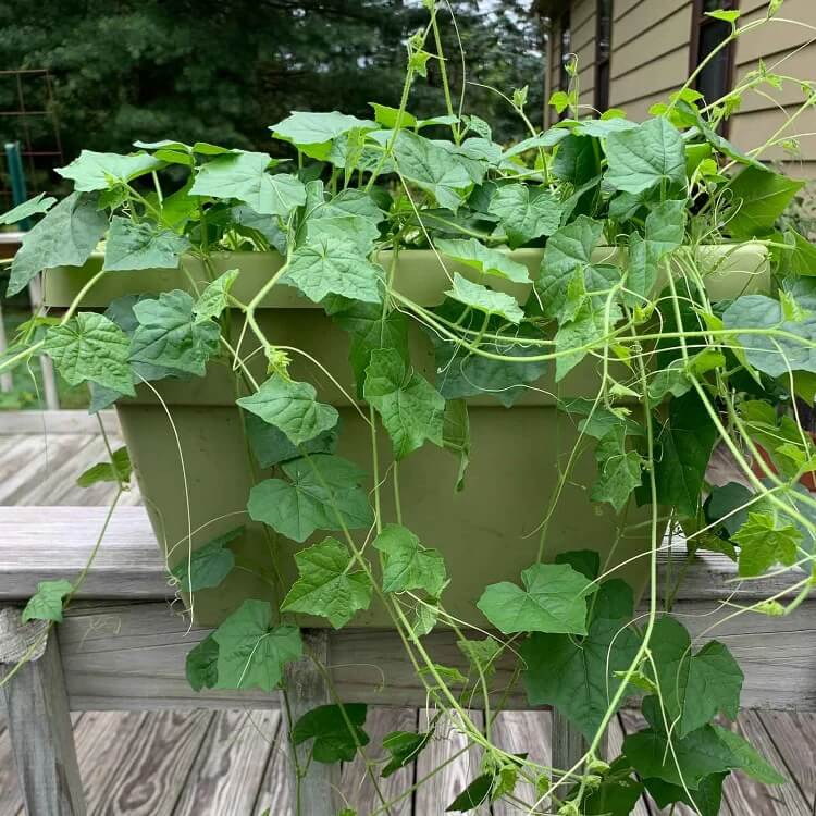 Vine Mini Cucumber Seeds