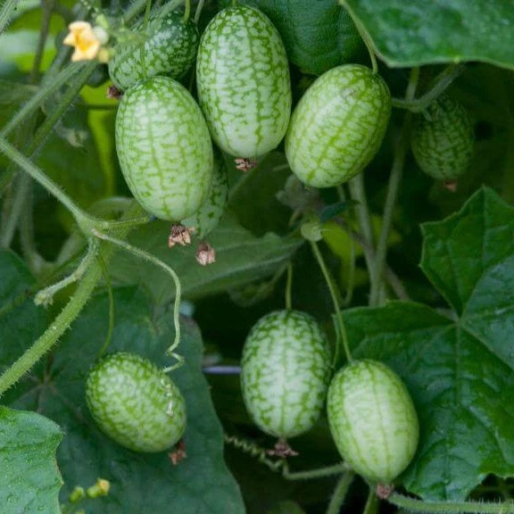 Vine Mini Cucumber Seeds