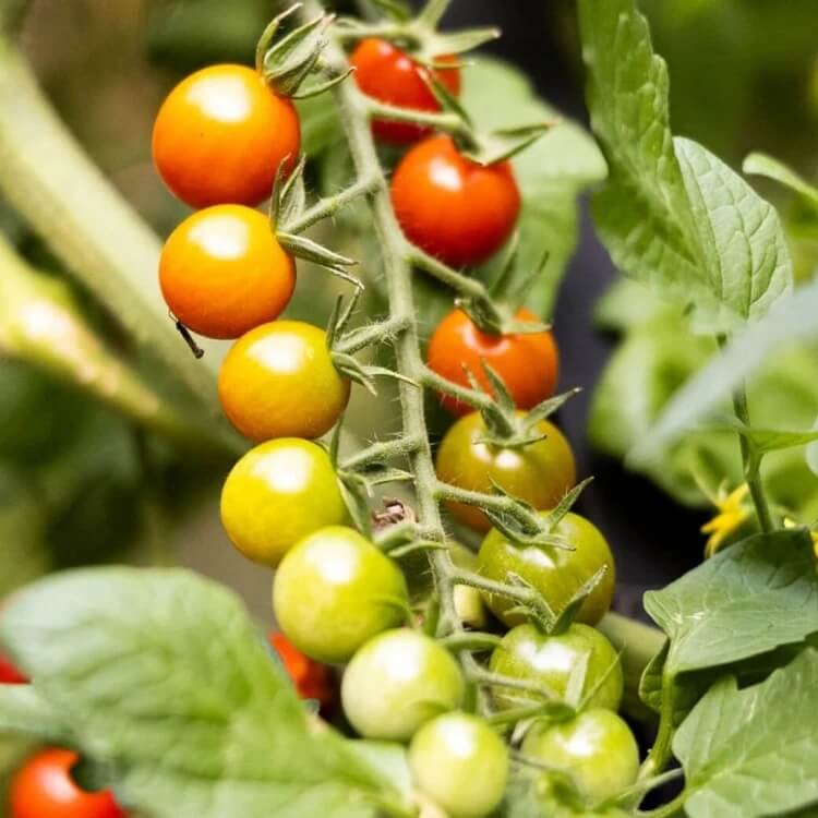 Vine Ripened Sweet Tomato seeds