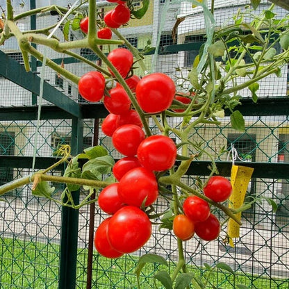 Vine Ripened Sweet Tomato seeds