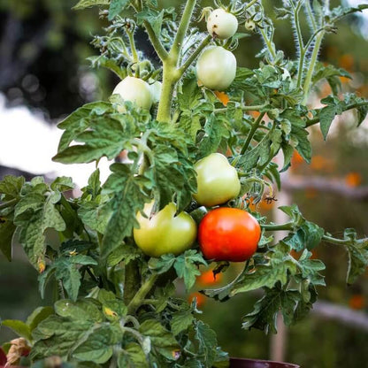 Vine Tomato Seeds