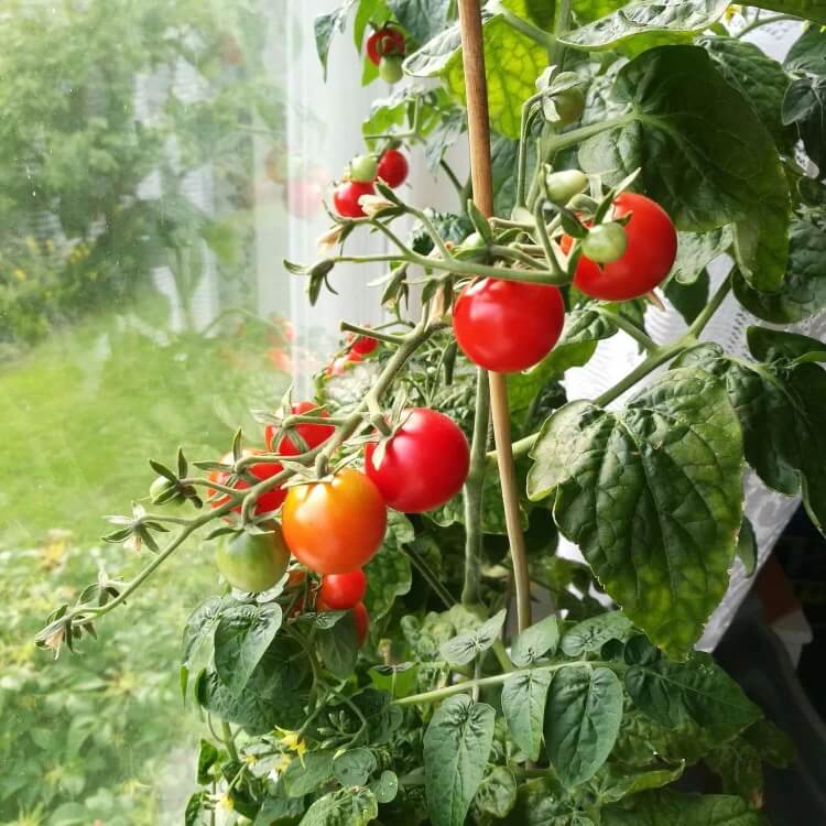 Vine Tomato Seeds