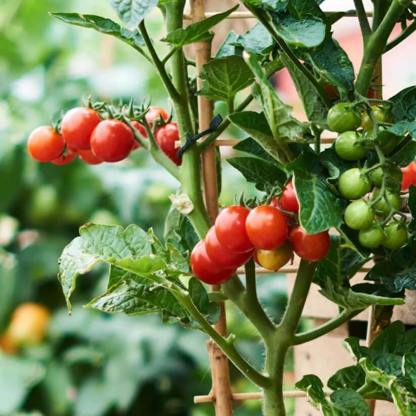 Vine Tomato Seeds