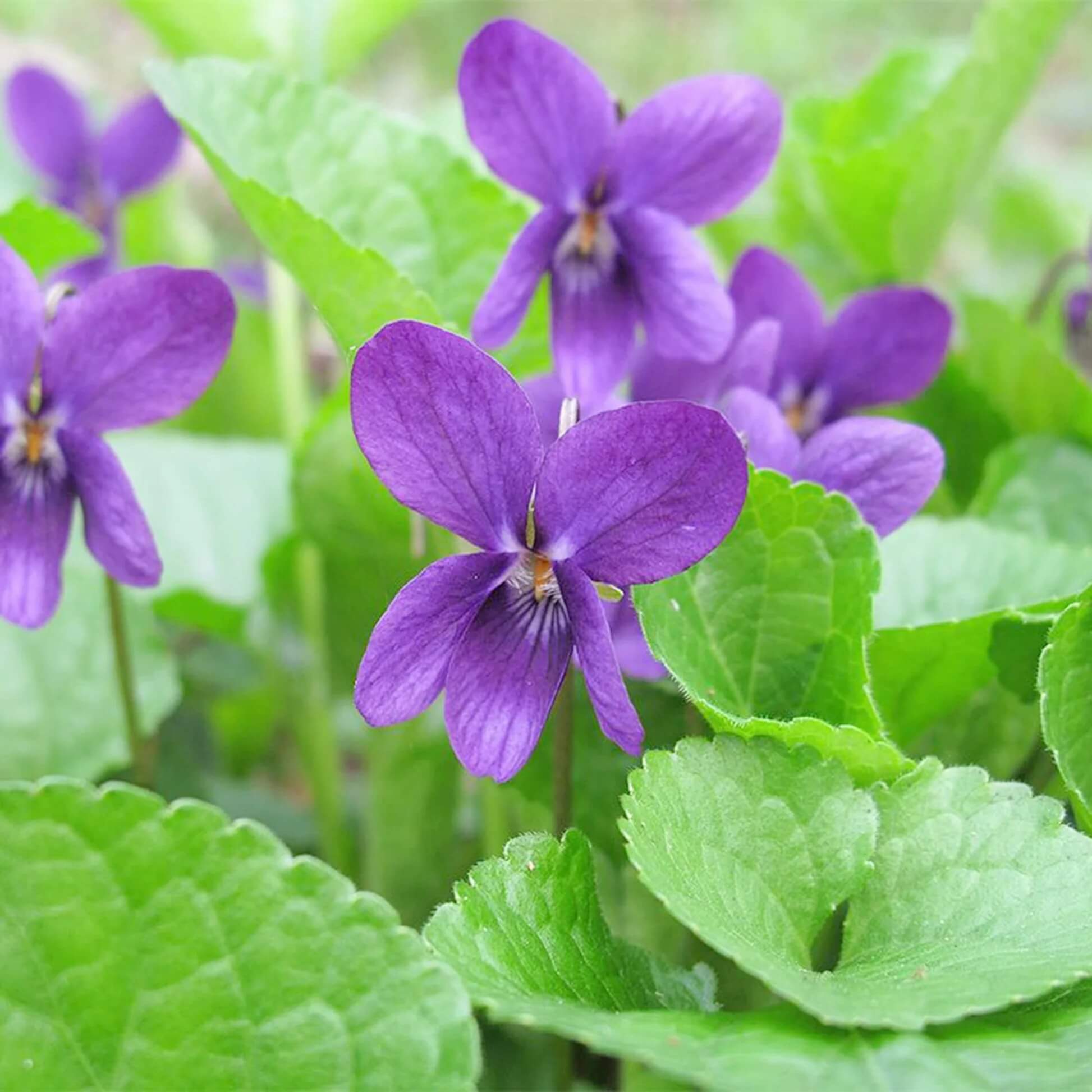 Viola Odorata seeds - Flower Plant