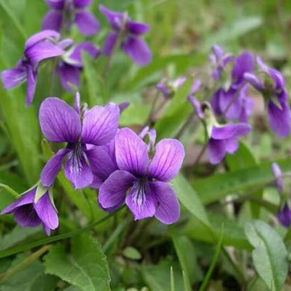 Viola Odorata seeds - Flower Plant