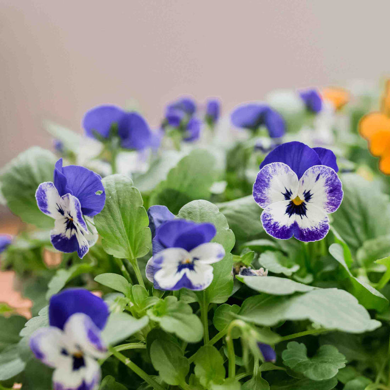 Viola Seeds