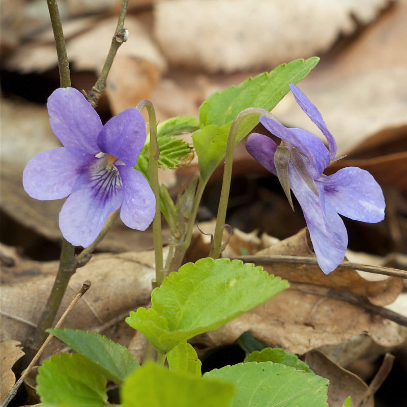 Viola Seeds