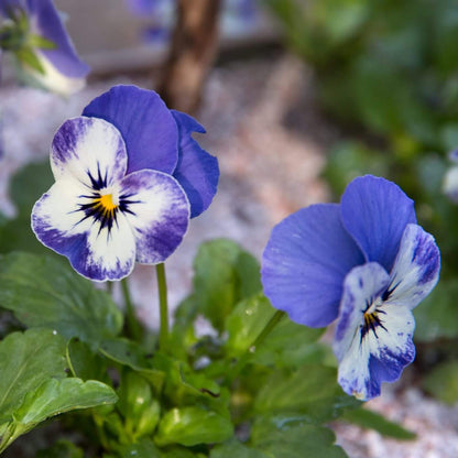 Viola Seeds