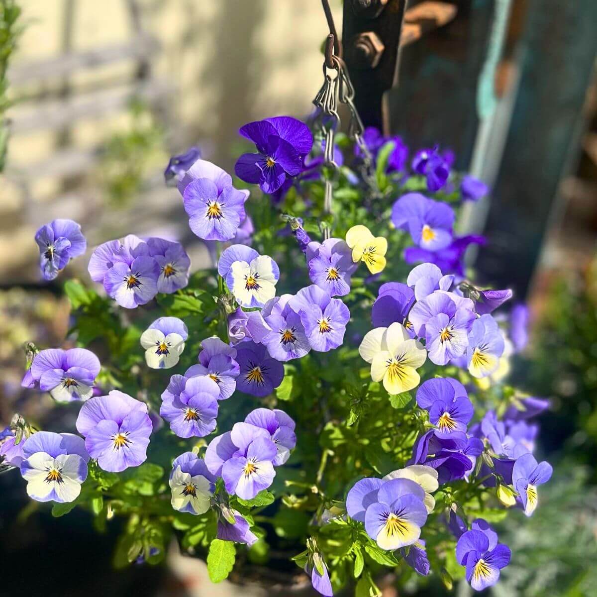 Viola Seeds