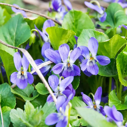 Viola Seeds
