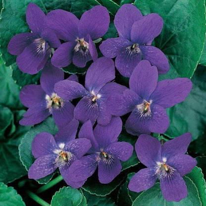 Viola odorata seeds