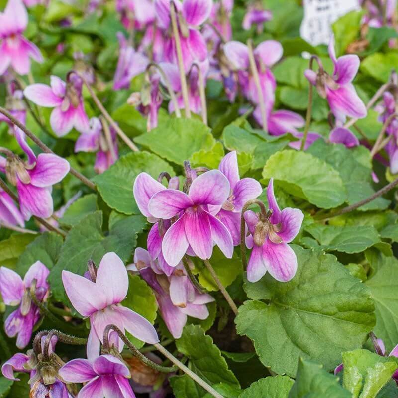 Viola odorata seeds