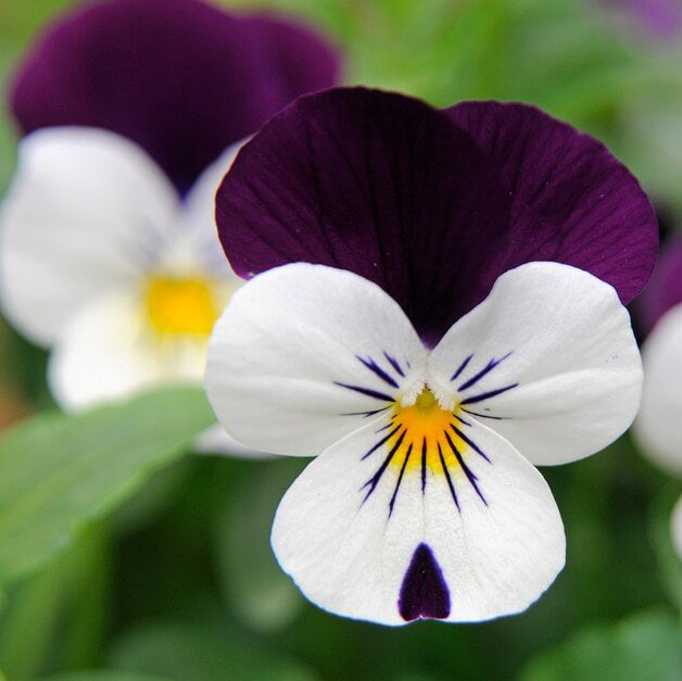 Viola seeds - Flower Plant for Home Gardens