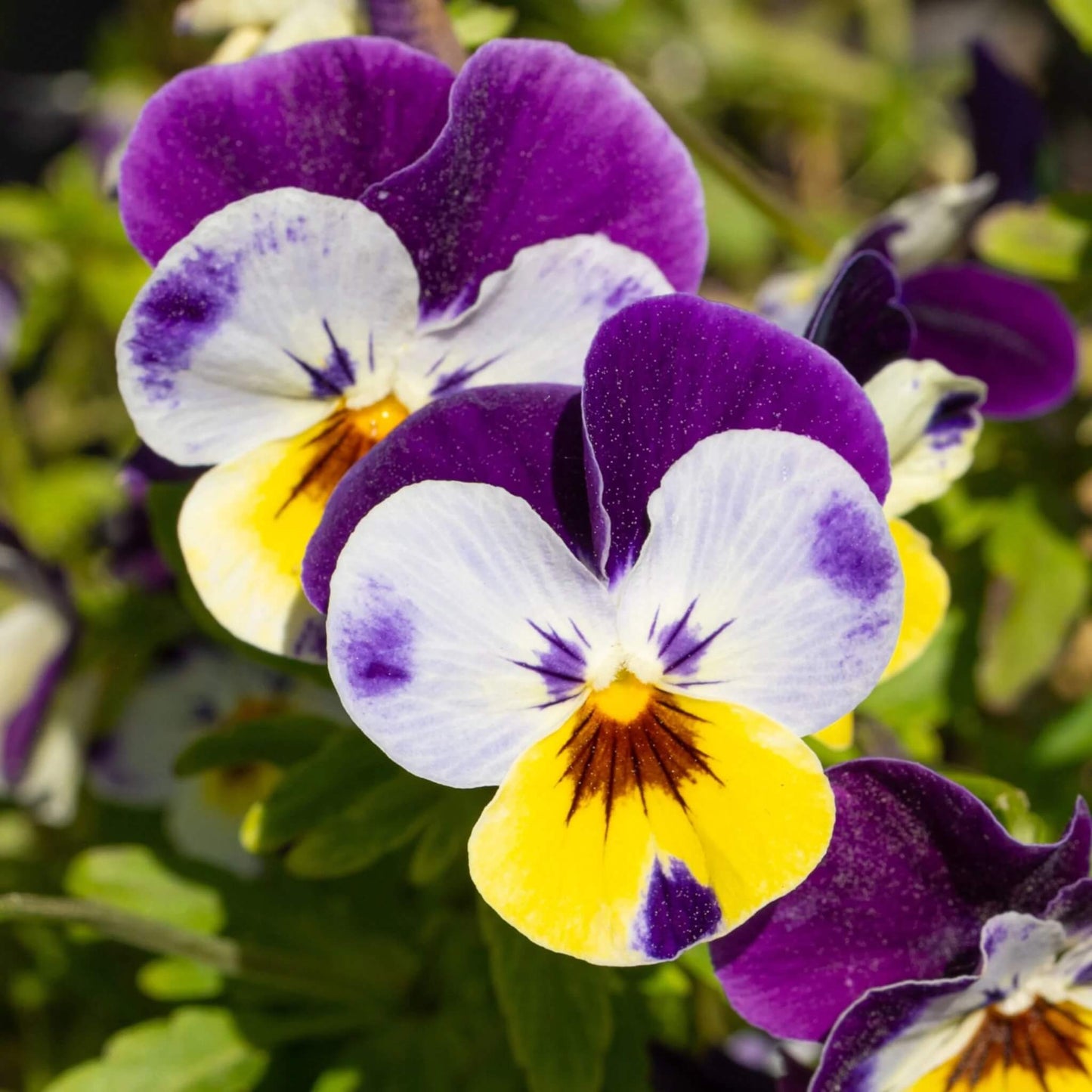 Viola seeds - Flower Plant for Home Gardens
