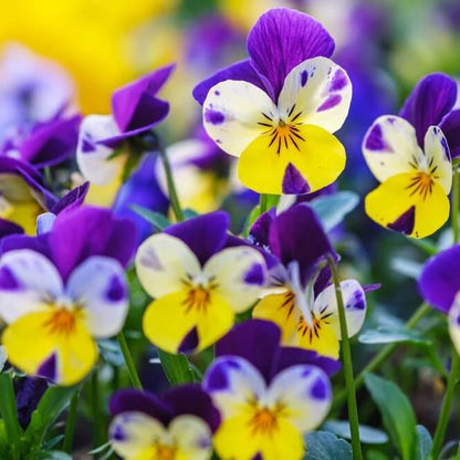 Viola seeds - Flower Plant for Home Gardens