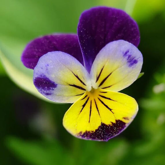 Viola tricolor seeds - Flower Plant