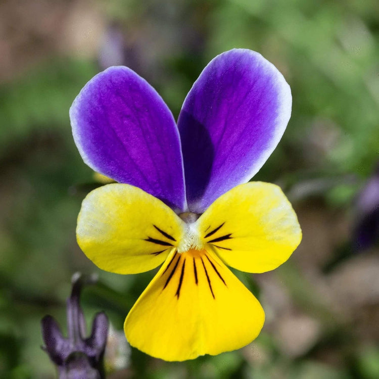 Viola tricolor seeds - Flower Plant