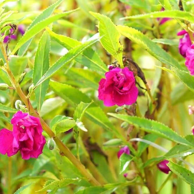 Violet Balsam Camellia Seeds