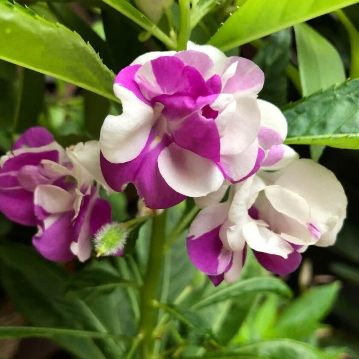 Violet Balsam Camellia Seeds