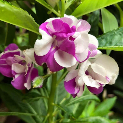 Violet Balsam Camellia Seeds