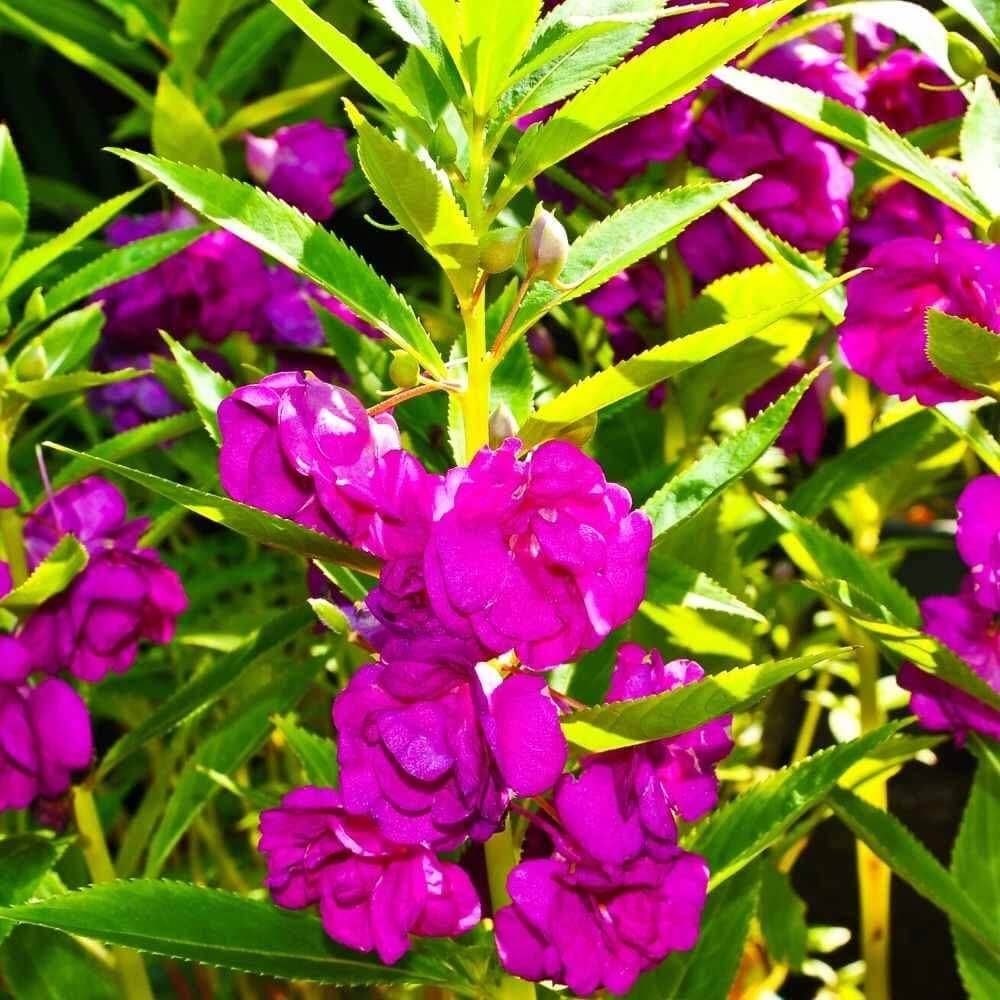 Violet Balsamine Seeds