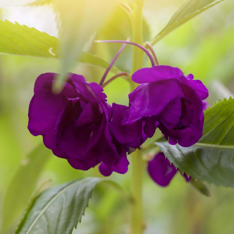 Violet Balsamine Seeds