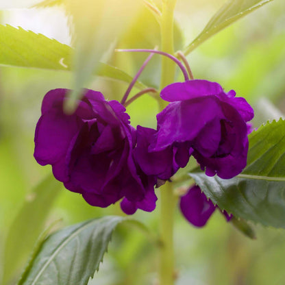 Violet Balsamine Seeds
