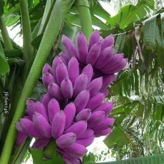Violet Banana Seeds