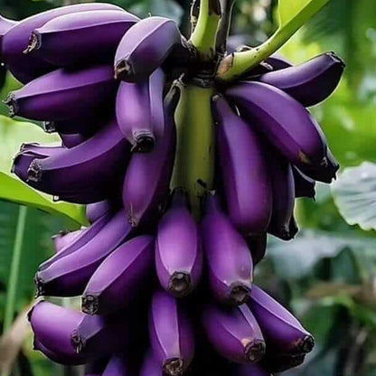 Violet Banana Seeds