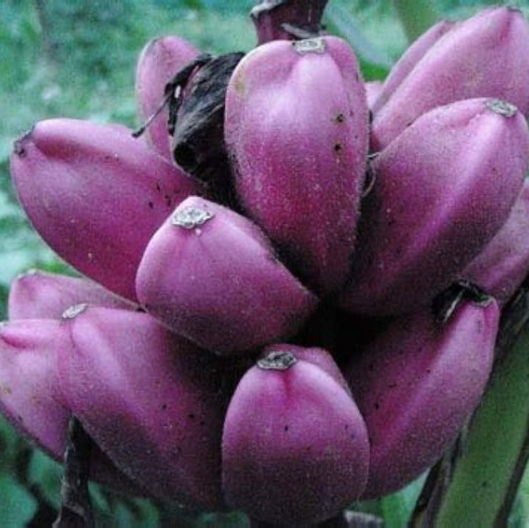 Violet Banana Seeds