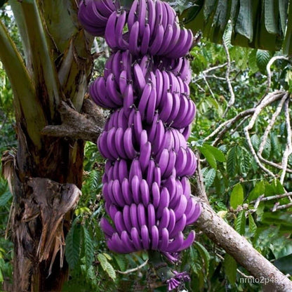 Violet Banana Seeds