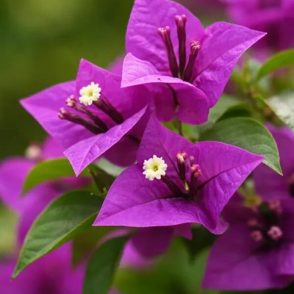 Violet Bougainvillea Seeds