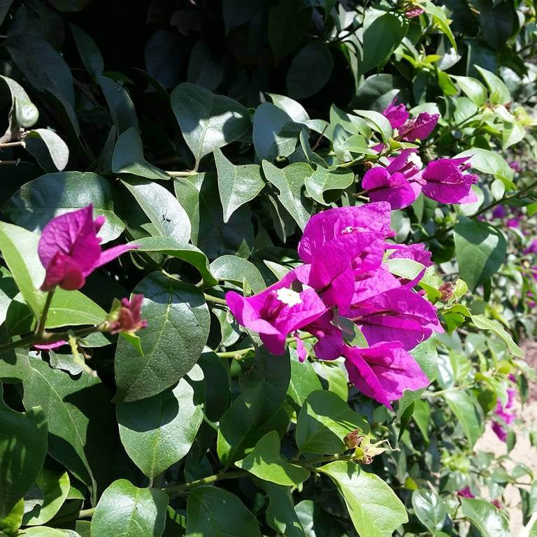 Violet Bougainvillea Seeds