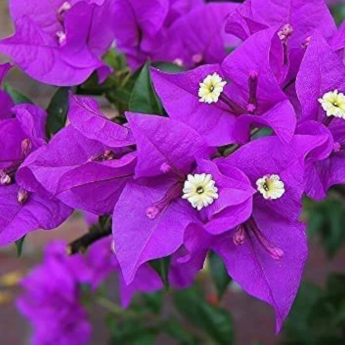 Violet Bougainvillea Seeds