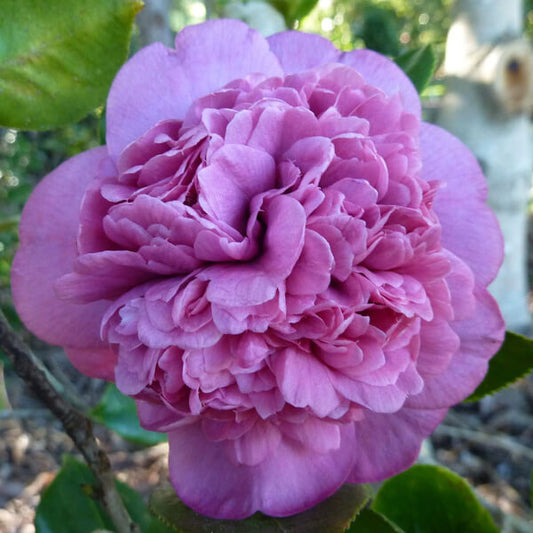 Violet Camellia Seeds