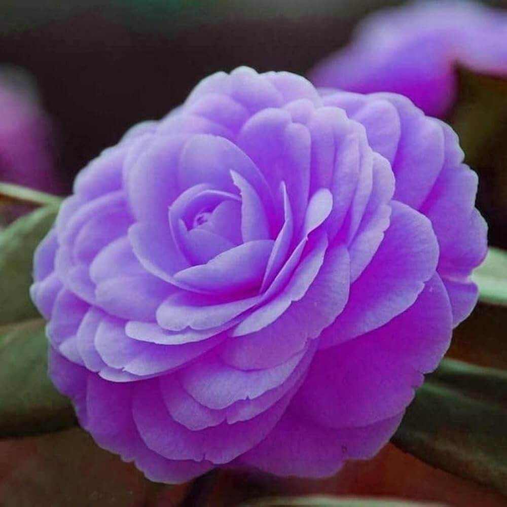 Violet Camellia Seeds