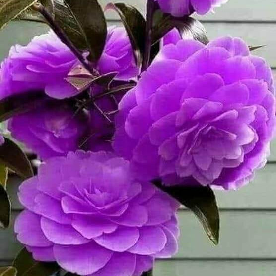 Violet Camellia Seeds