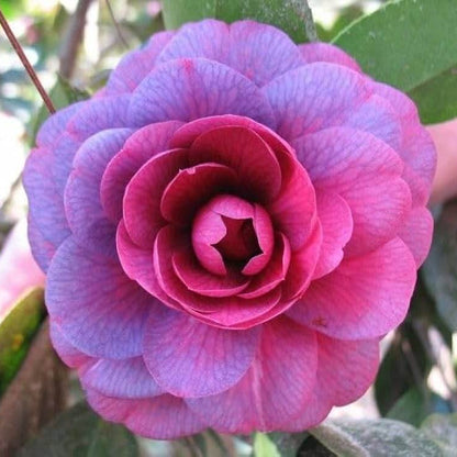 Violet Camellia Seeds