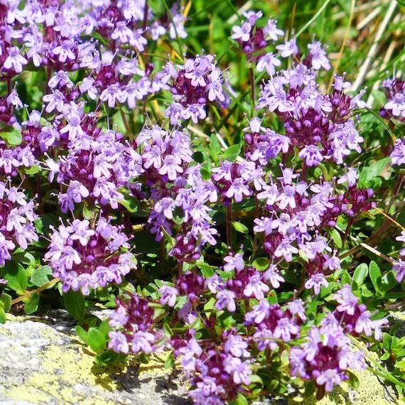 Violet Creeping Thyme Seeds - Flower Plant