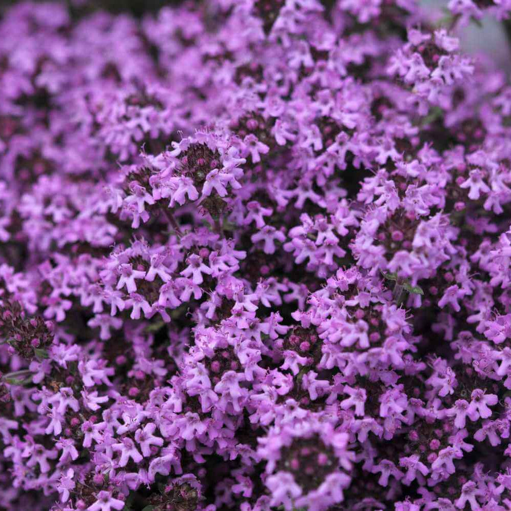 Violet Creeping Thyme Seeds - Flower Plant