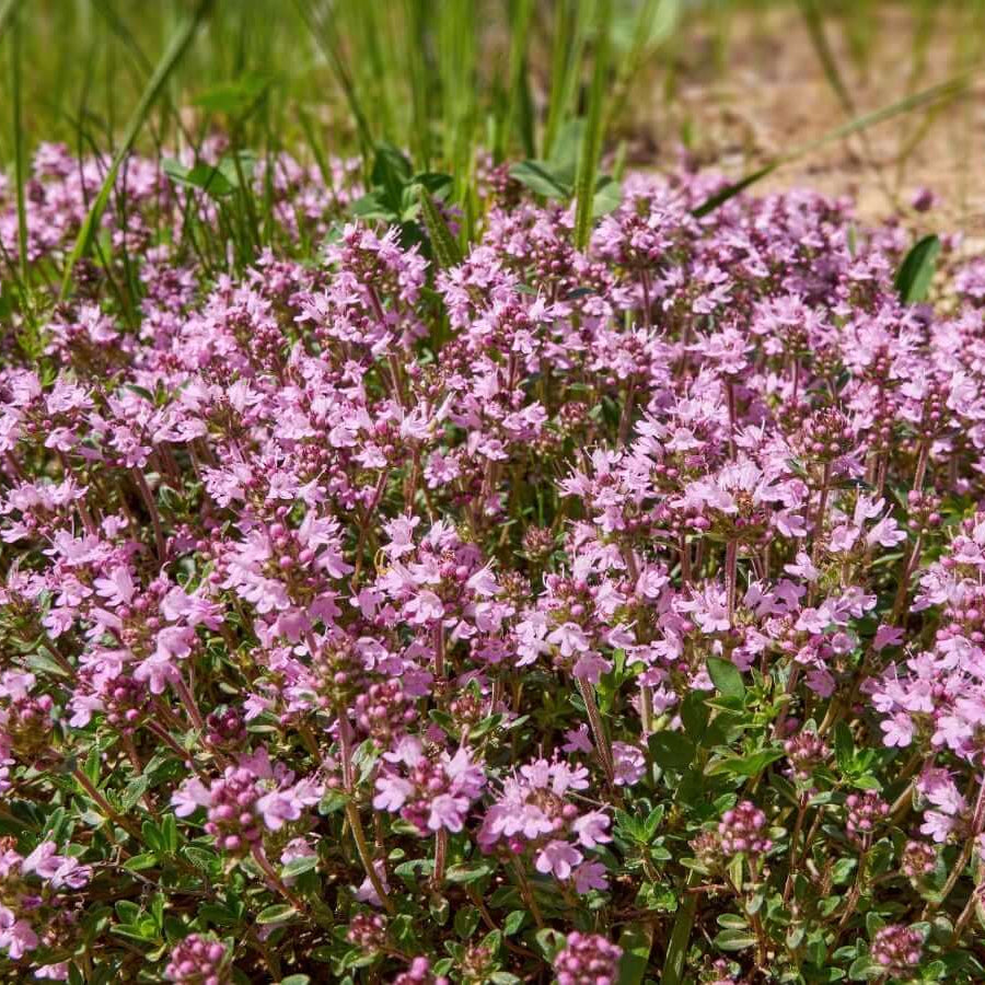 Violet Creeping Thyme Seeds - Flower Plant