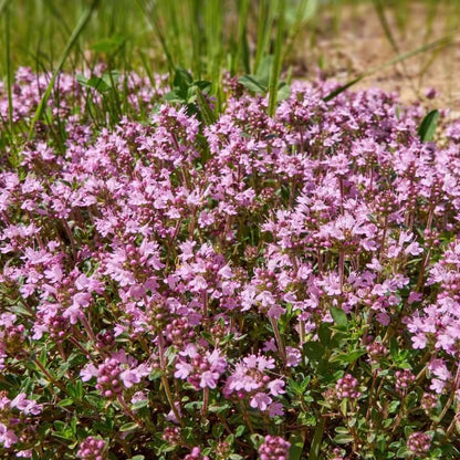 Violet Creeping Thyme Seeds - Flower Plant