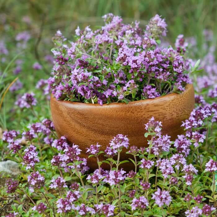 Violet Creeping Thyme Seeds - Flower Plant